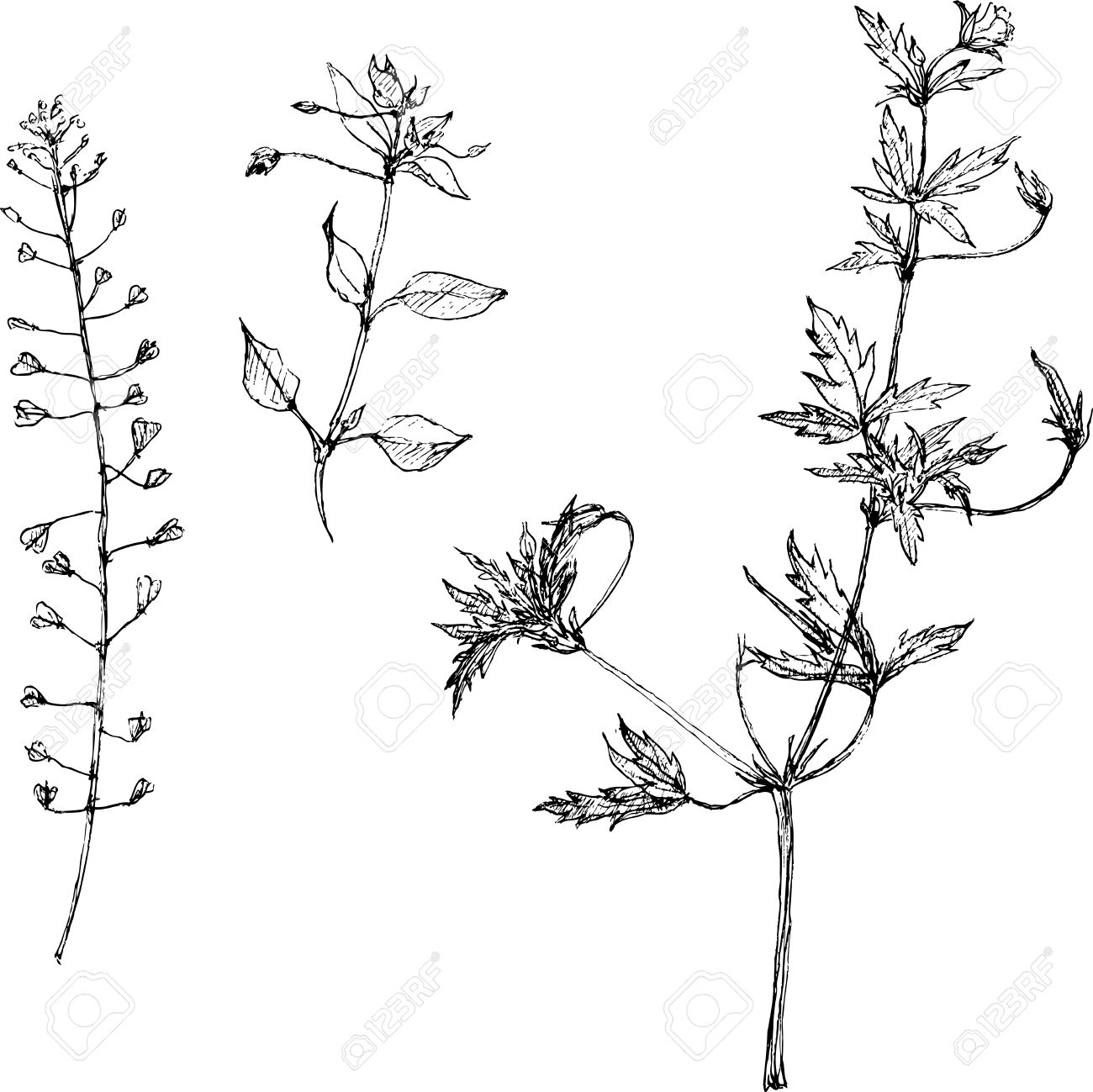 1300x1299 Set Of Pencil Drawing Herbs And Leaves, Painted Graphite Pencil