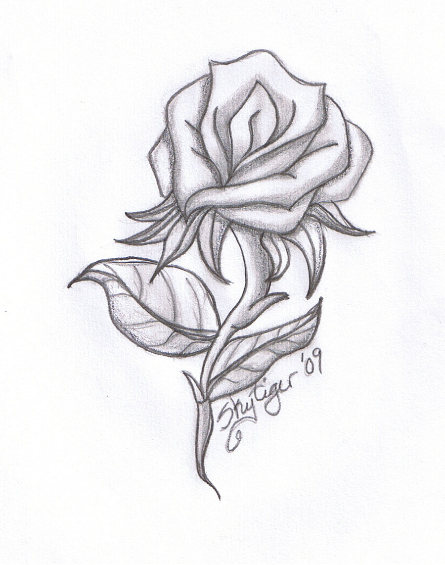 900x1142 Sketch Of Rose With Leaf With Pencil