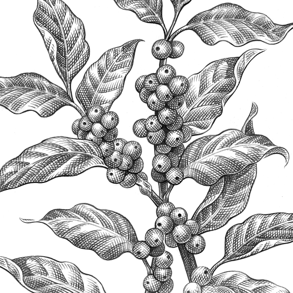 1008x1008 Pencil Sketch Motley Coffee Plant