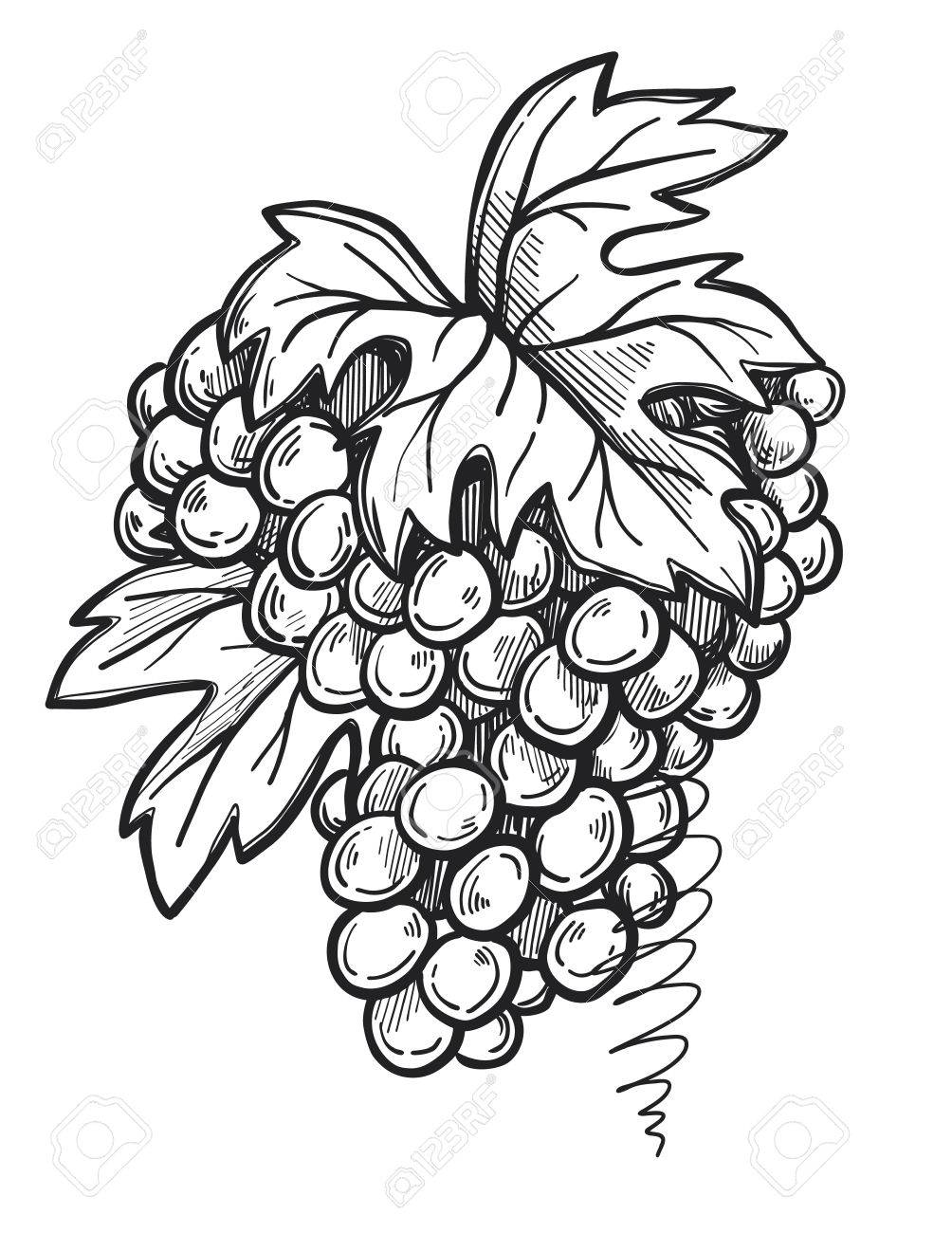 1004x1300 Bunch Of Grapes Freehand Pencil Drawing Isolated On White