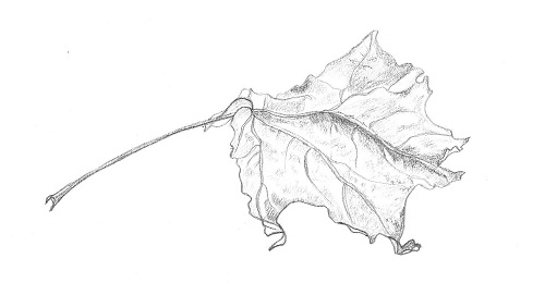 500x271 Ccreech Studio Creative Adventures 10110