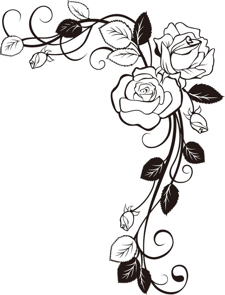 736x966 Rose Clipart Vine Drawing
