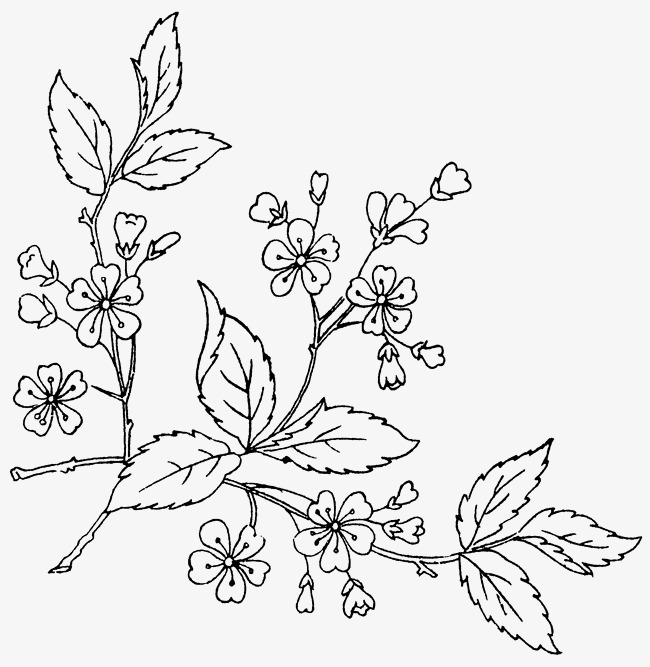 Leaf Vine Drawing at GetDrawings | Free download