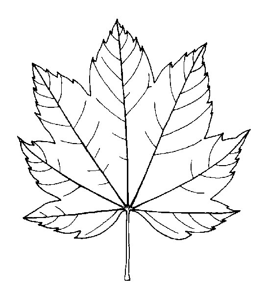 543x600 Vine Maple