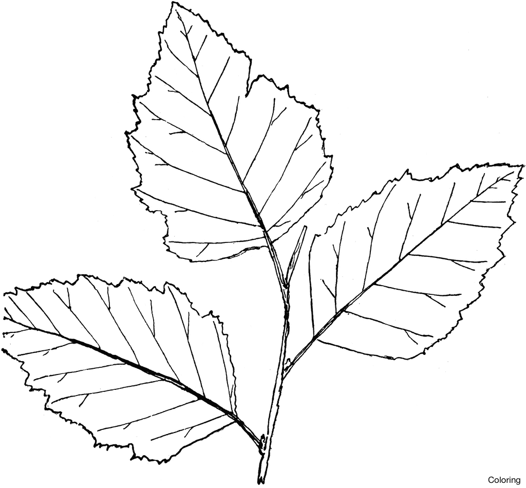 1024x950 Charcoal Flower Drawing Art Of Leaves Coloring Cyclicillusions