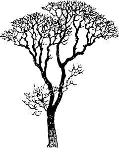 240x298 Bare Tree Clip Art