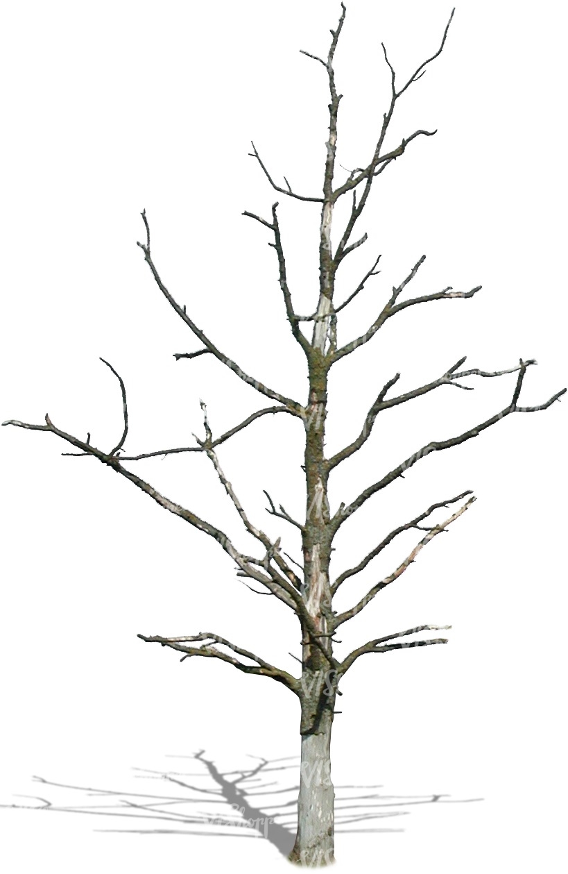 819x1259 Cut Out Small Leafless Tree