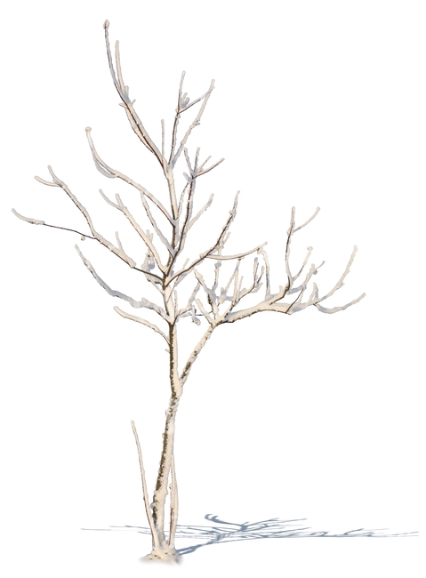 479x650 Small Leafless Tree With Snow