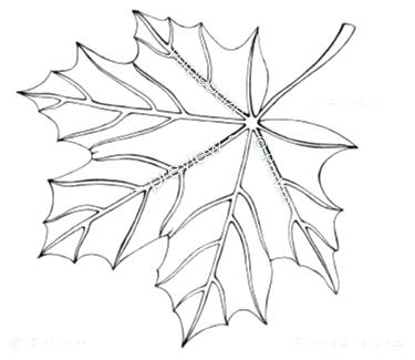 375x325 Coloring Page Leaf Printable Color Page Digital Coloring Sheet Zen