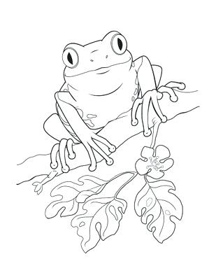 Leaping Frog Drawing at GetDrawings | Free download