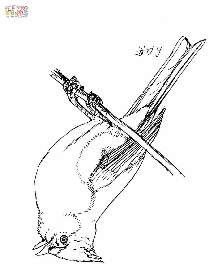 940x1162 Learning To Draw, Day 5 Upside Down Tufted Titmouse