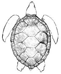 200x243 Kids Sea Turtle Halloween Costume Sea Turtle Conservancy