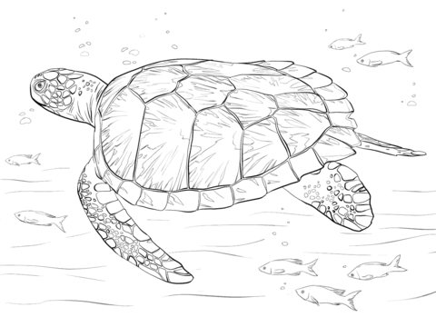480x360 Green Sea Turtle Coloring Page Free Printable Coloring Pages