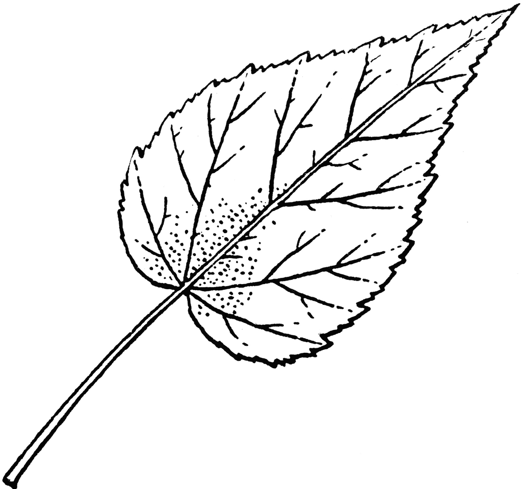 1024x959 Hibiscus Leaf Drawings Hibiscus Leaves And Patterns