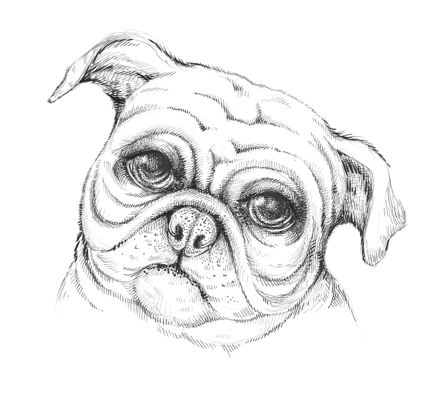 900x803 New Tutorial Drawing A Pug Dog Eugenia Hauss