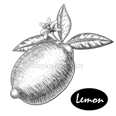 450x450 Vector Hand Drawn Lime Or Lemon. Whole , Sliced Pieces Half, Leave