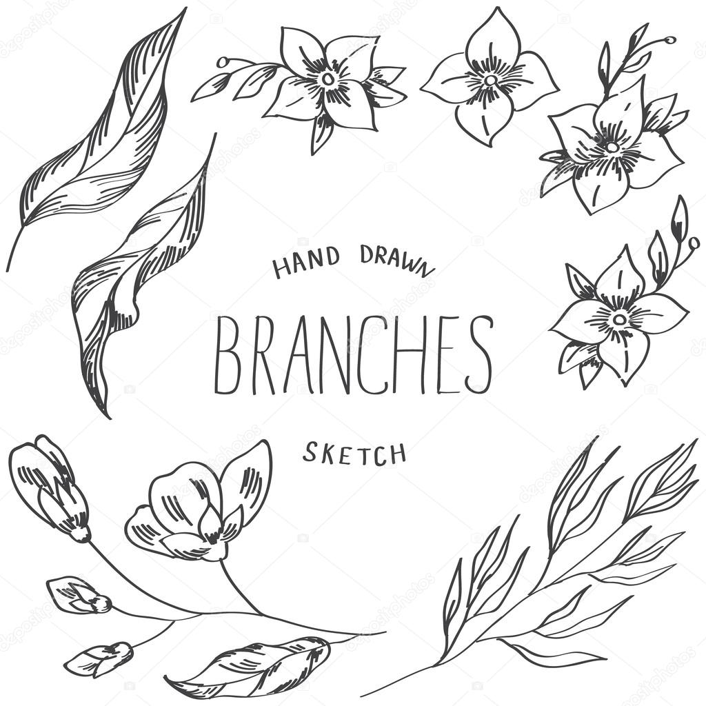 1024x1024 Flowers Of Jasmine, Branches And Leaves Hand Drawn Sketch. Stock