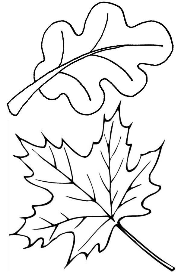 600x900 How To Draw Leaves Coloring Pages Bulk Color
