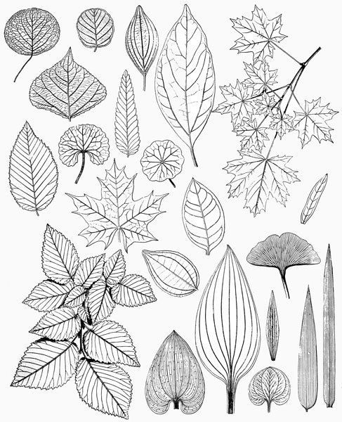 487x600 Image Result For Copy Free Line Drawings Of Leaves Art