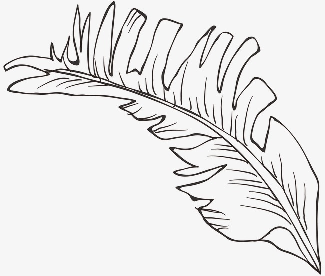 650x553 Line Drawing Leaves, Plant, Line Drawing Graphics, Leaf Png Image