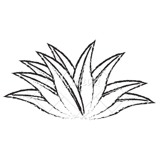 550x550 Plant Leaves Sketch