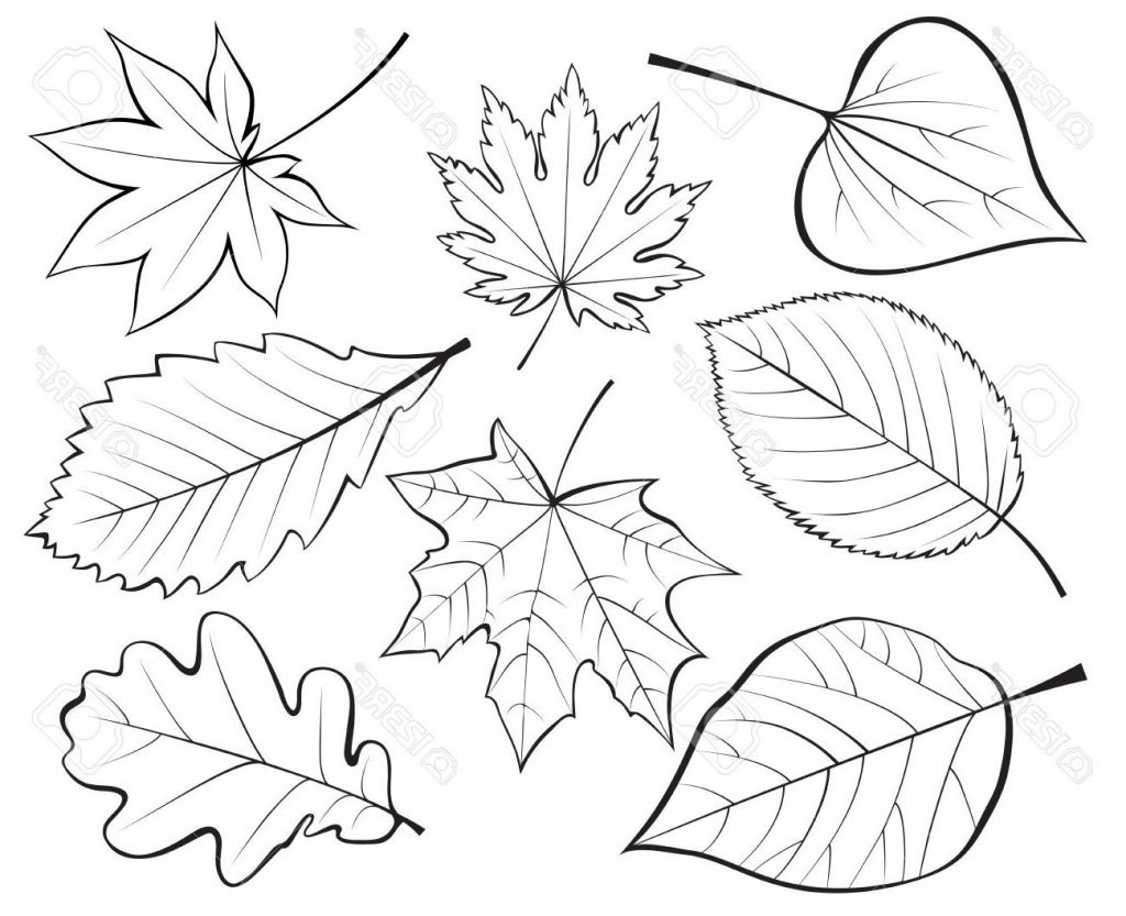 1024x833 Top Set Of Leaves Contour Drawing Stock Vector Pictures