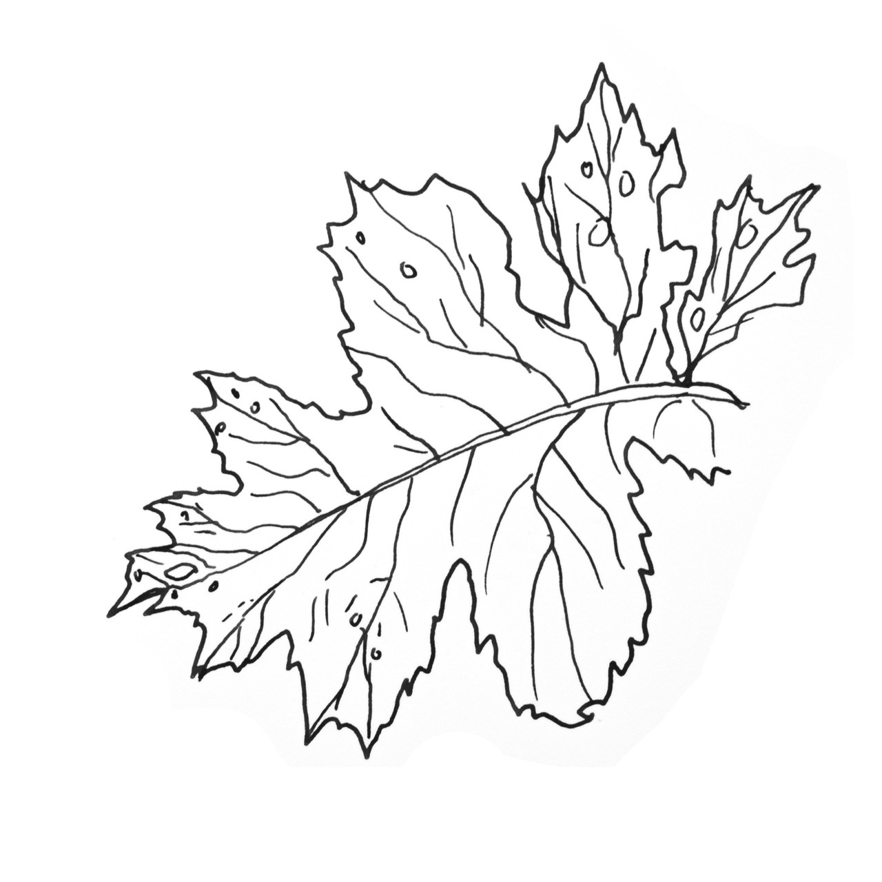 1280x1280 Ashleigh Green