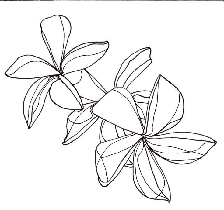 736x691 Flower Line Drawing