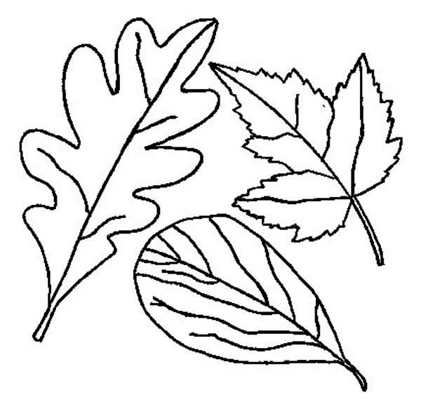 600x593 Drawing Of Fall Leaf Coloring Page