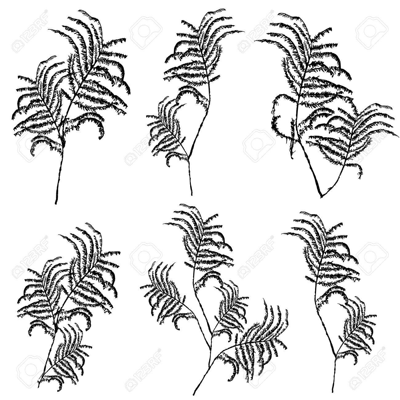 1300x1300 Silhouettes Of Leaves, Botanical Illustration Isolated On White