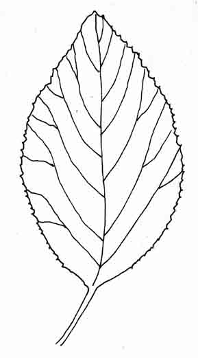 289x521 Viburnum Leaves