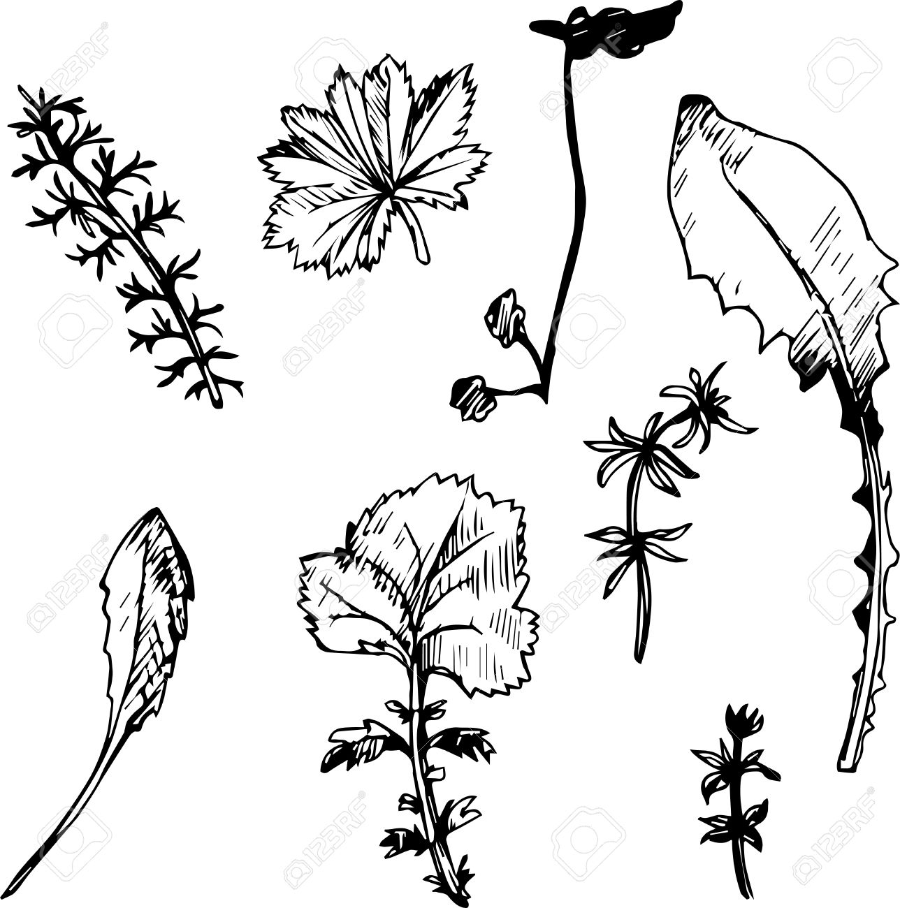 1288x1300 Set Of Ink Drawing Wild Flowers, Herbs And Leaves, Line Drawing