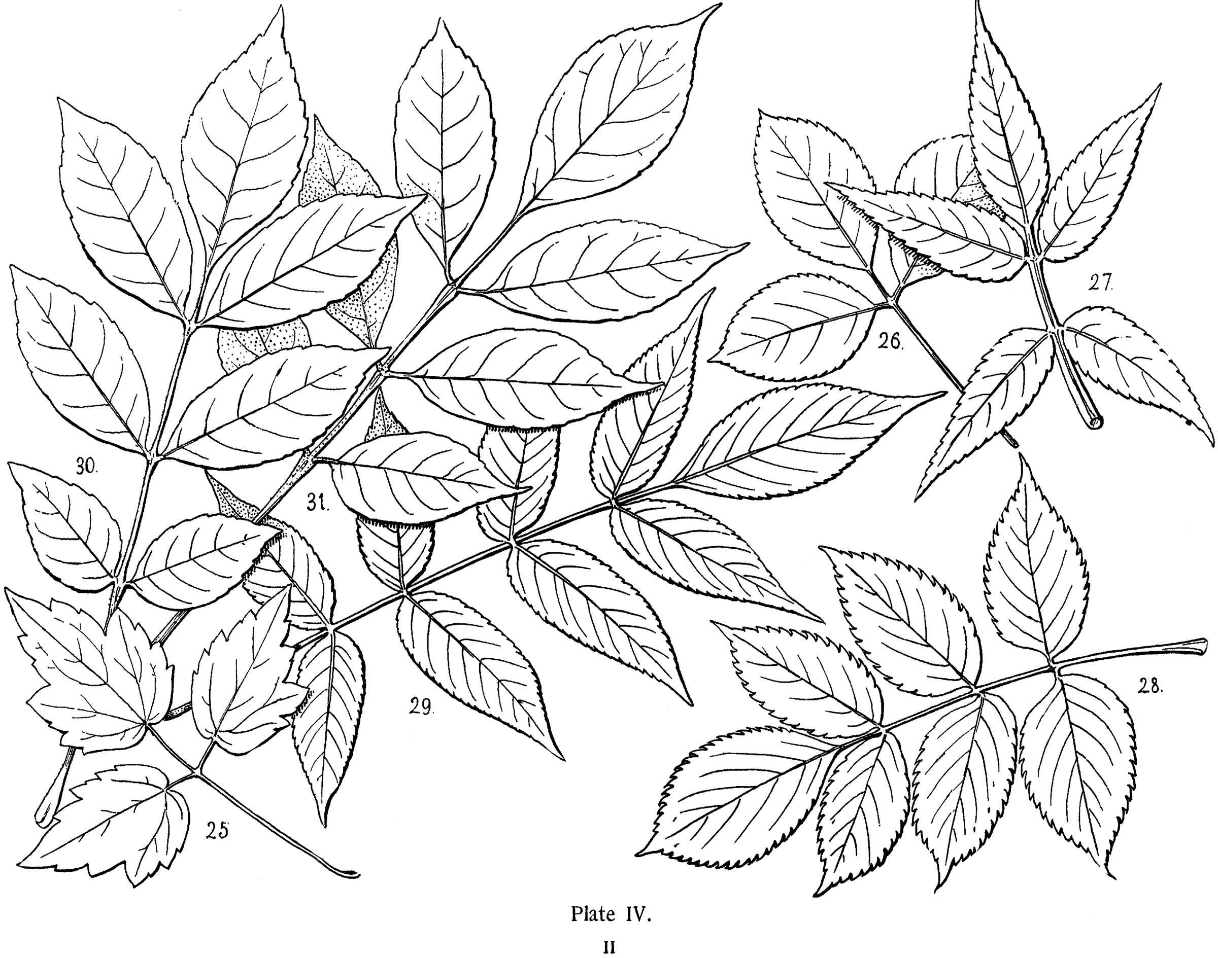 2400x1889 Vintage Leaves Illustration