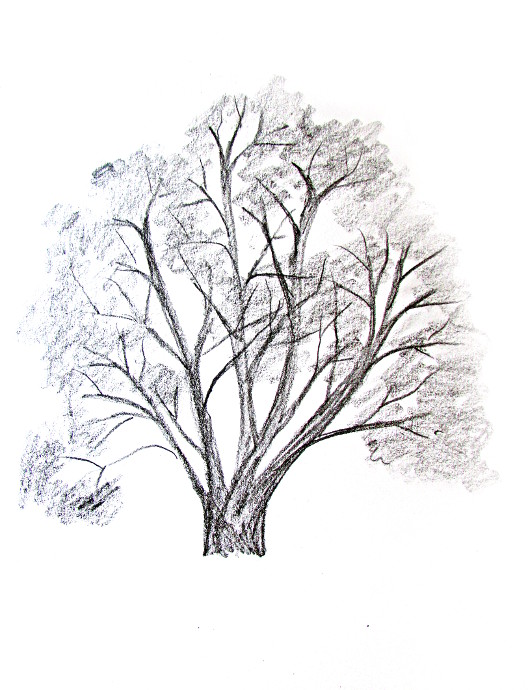 528x690 How To Draw A Tree