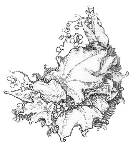 452x500 Leaves Pencil Drawing Ben Northern