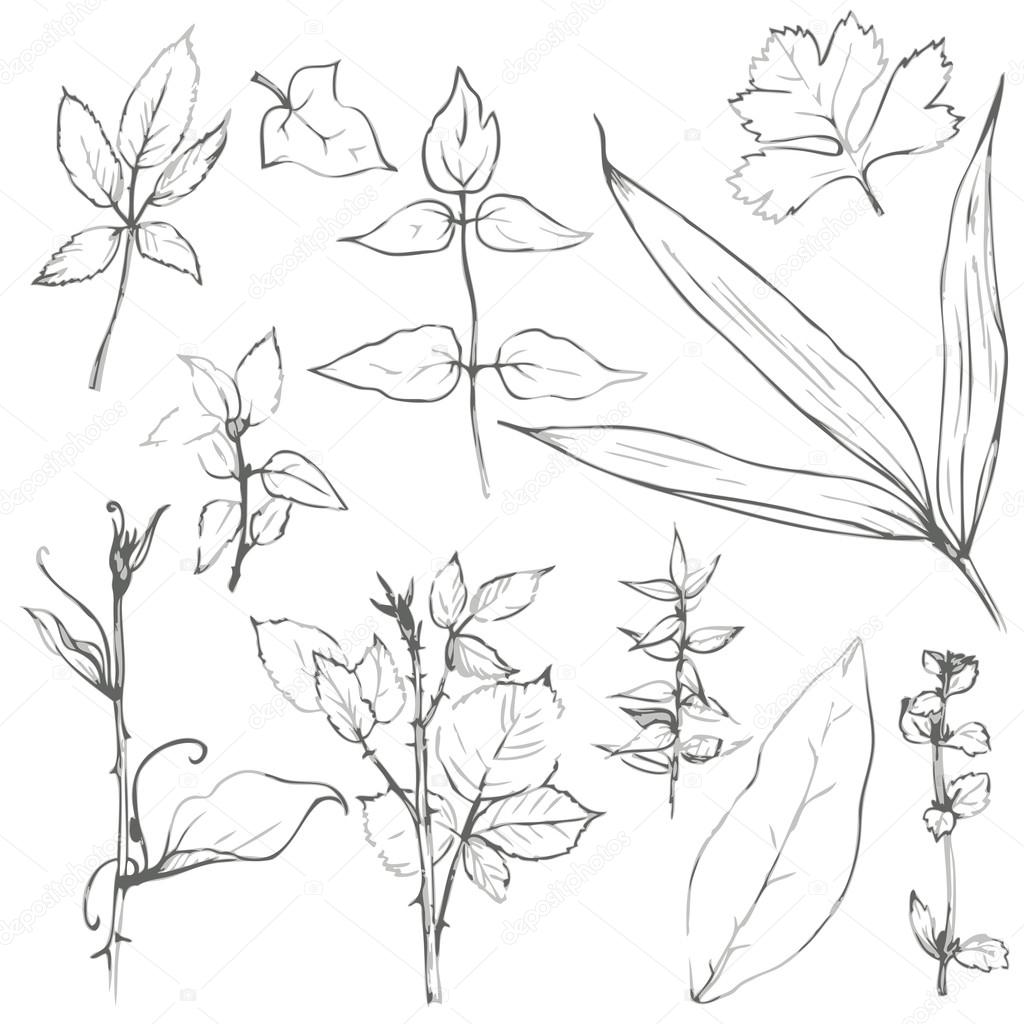 1024x1024 Set Of Pencil Drawing Herbs And Leaves Stock Vector