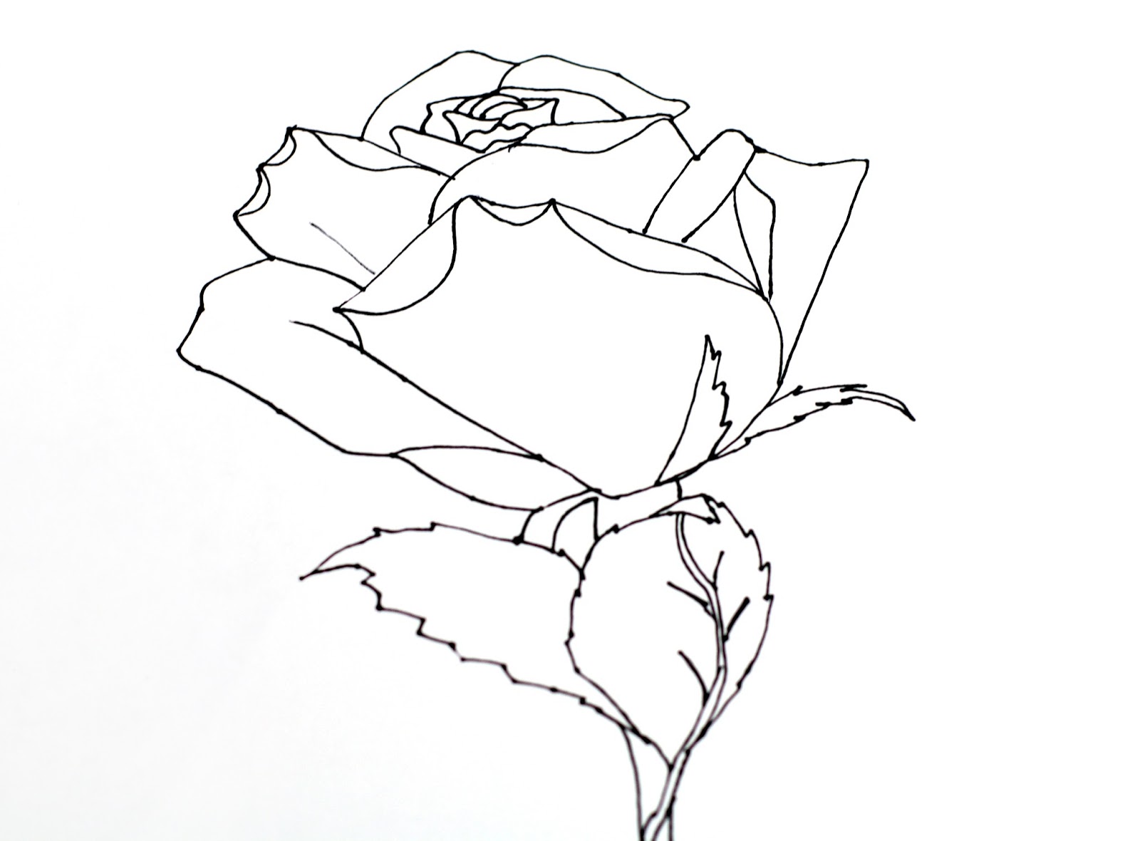 1600x1180 Best Photos Of Rose Leaves Drawing
