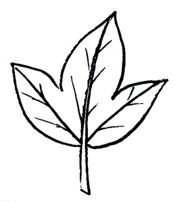 350x404 Leaf Templates For Kid's Crafts