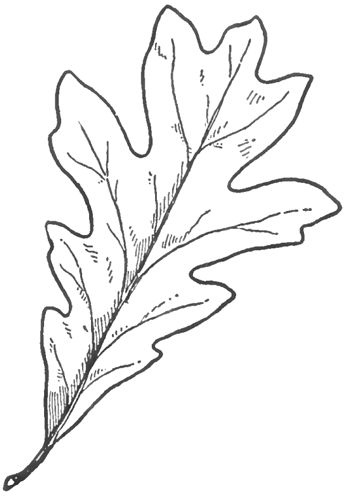 350x498 Learn How To Draw Oak Leaves With Easy Step By Step Drawing