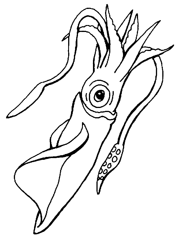 613x830 Squid Coloring Pages