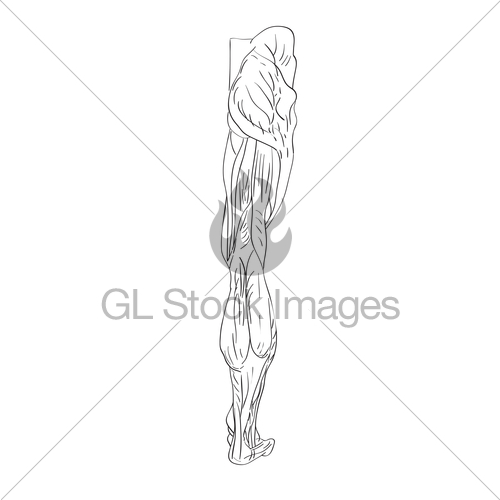 500x500 Leg Muscles Back Gl Stock Images