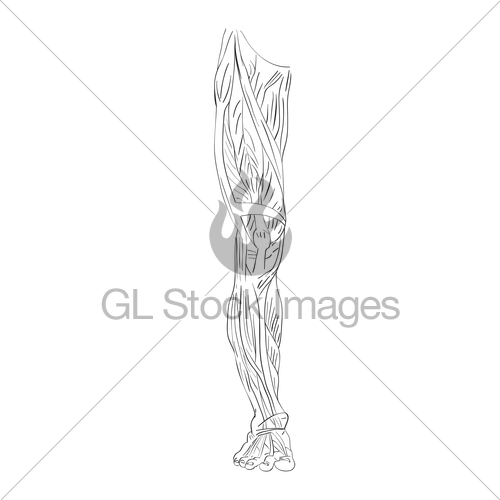 500x500 Leg Muscles Front Gl Stock Images