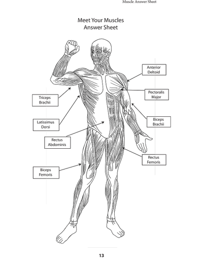 400x518 Unit 4 Meet Your Muscles