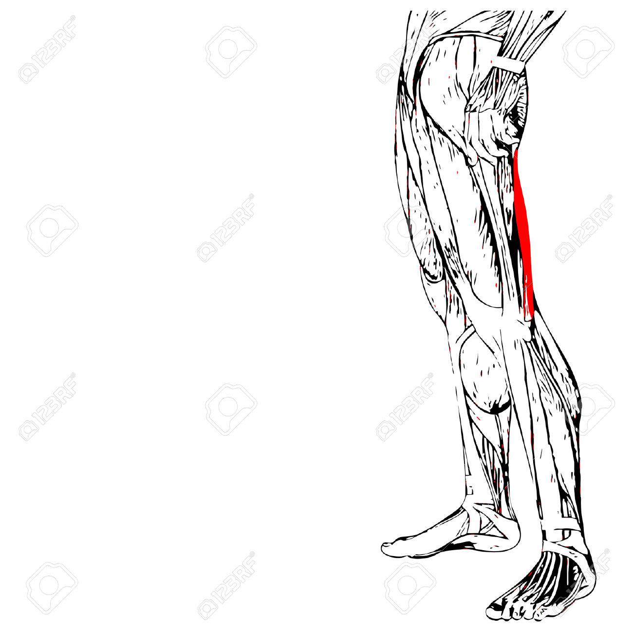 1300x1300 Vector Concept 3d Adductor Longus Human Upper Leg Anatomy