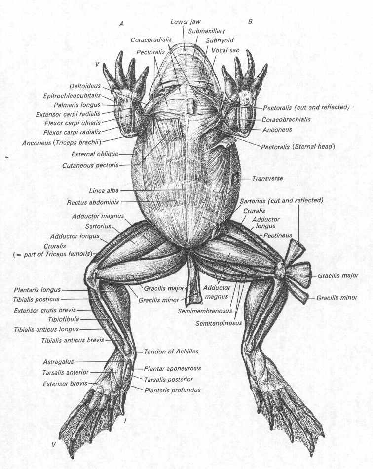 756x950 Frog Muscles Labeled Animal Anatomy Frogs, Animal
