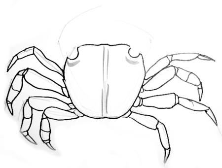 450x341 How To Draw A Crab