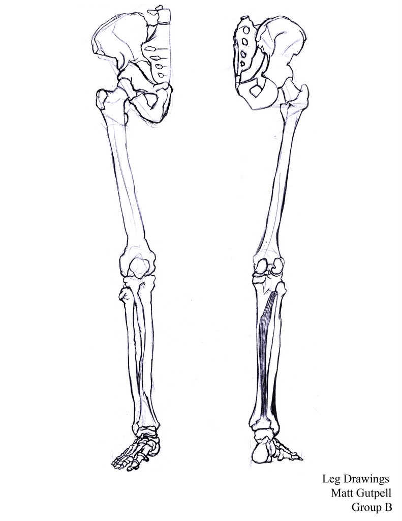 791x1024 Leg Bone Drawing Neck Bones Drawing