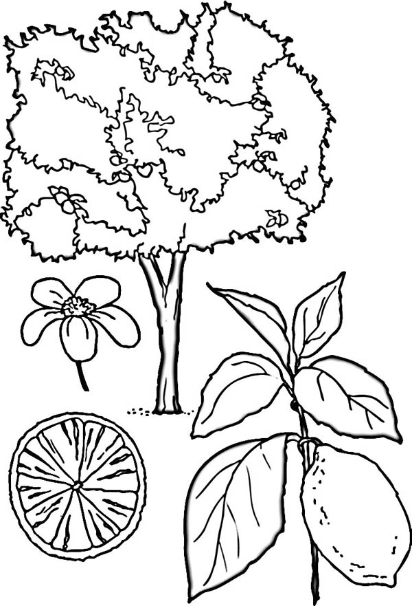 600x881 Drawing Lemon Coloring Page Coloring Sky