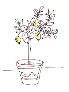 225x300 Lemon Tree Drawings Fine Art America