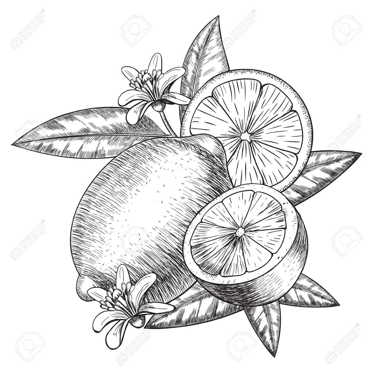 Lemon Drawing at GetDrawings | Free download